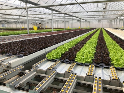 孫橋農(nóng)業(yè)智能化蔬菜工廠建設(shè)圓滿完工，苗木產(chǎn)業(yè)邁向新紀(jì)元